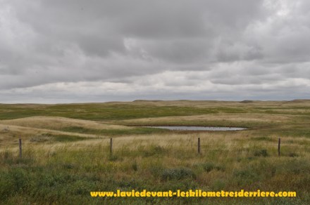 Grass land (1) (1280x850)