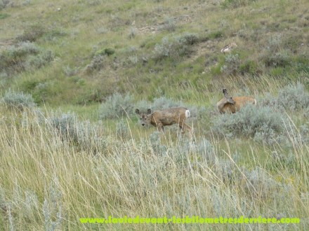 Grass land (17) (1280x960)