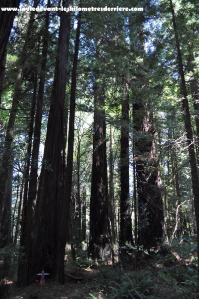 On the road lava - sanfrancisco (58) (850x1280)