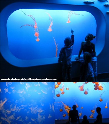 méduses 2 (1125x1280)