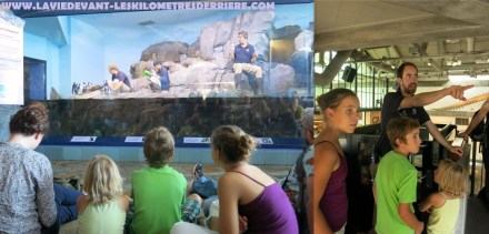 Pingouins et loutres (1280x616)