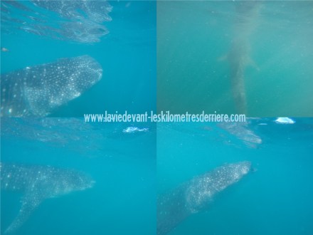 10 ReqBaleines (1280x960)