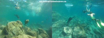 12 otaries 2 (1280x478)