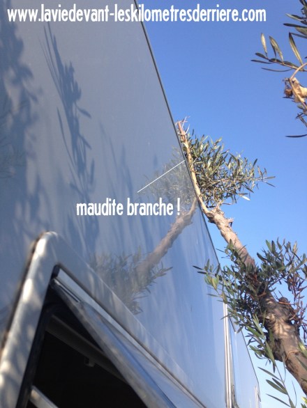 2 branche (960x1280)