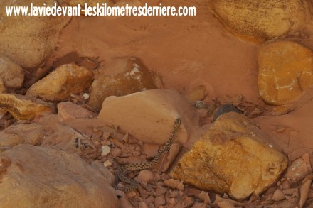 5 buchskin (1) (1280x854)