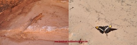 5 buchskin (4) (1280x354)