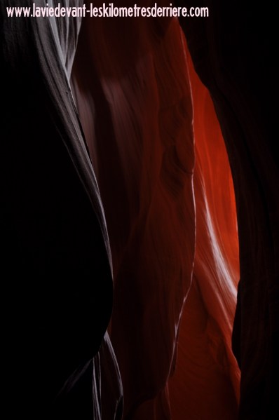 Antelope (122) (850x1280)