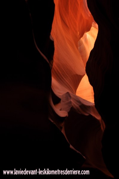 Antelope (149) (850x1280)