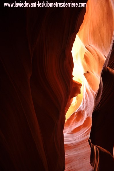 Antelope (154) (850x1280)