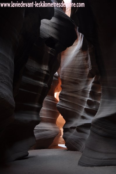 Antelope (27) (850x1280)