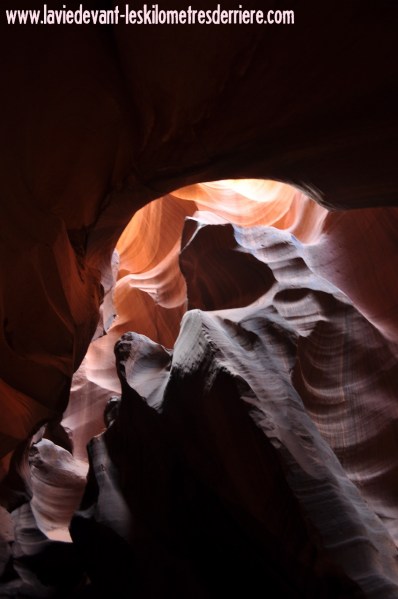 Antelope (42) (850x1280)