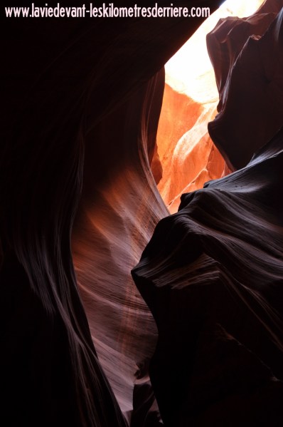 Antelope (73) (850x1280)