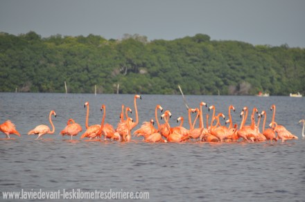 15 flamands (2) (1280x850)