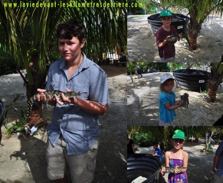 17 croco (1280x1052)