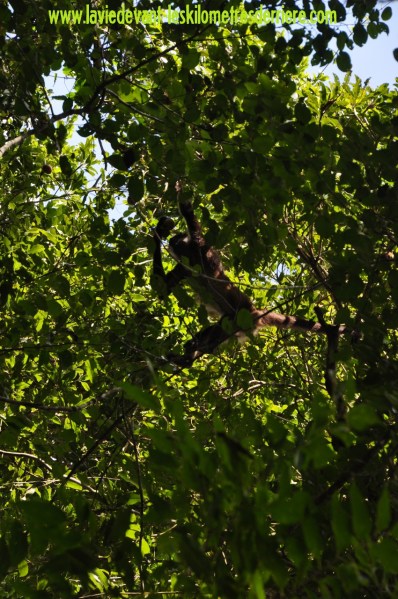 4 Calakmul (1) (850x1280)