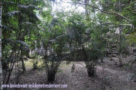 4 Calakmul (10) (1280x850)