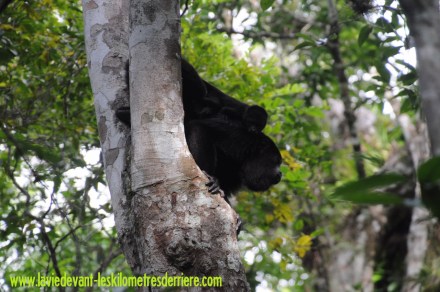 4 Calakmul (12) (1280x850)