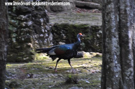 4 Calakmul (14) (1280x850)