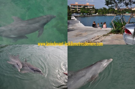 8 Dauphins (1280x850)