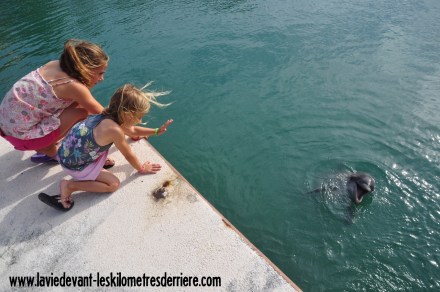 8 Dauphins (6) (1280x850)