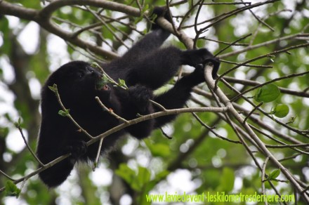 5 Animaux (1) (1280x850)