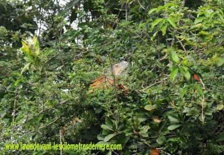 5 Animaux (2) (1280x886)