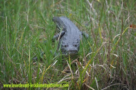 5 Animaux (3) (1280x850)