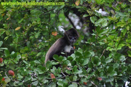 5 Animaux (4) (1280x850)