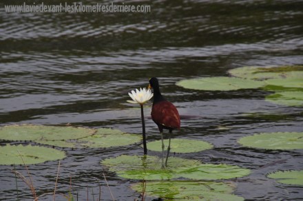 5 Animaux (5) (1280x850)