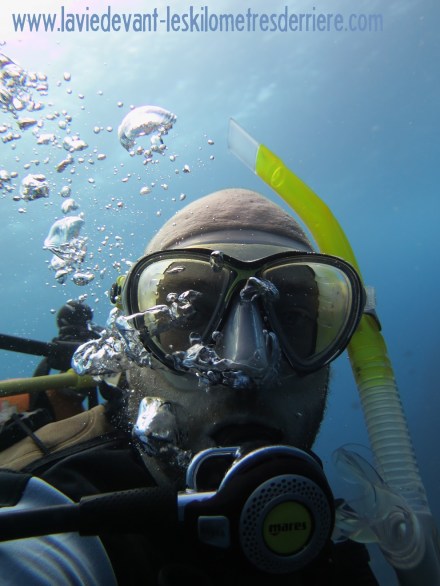 3 requins marteau (1)