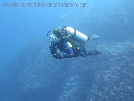 3 requins marteau (2)