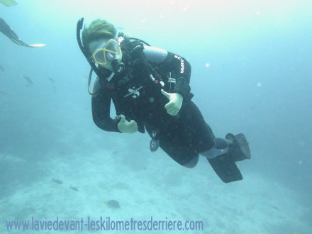 3 requins marteau (3)