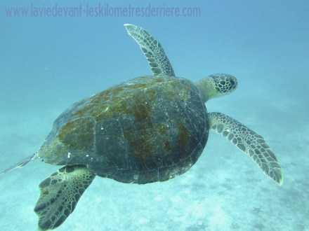 3 requins marteau (5)