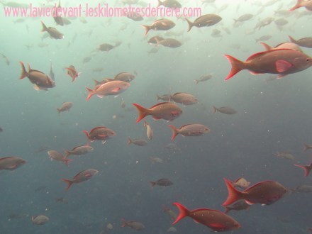 3 requins marteau (6)