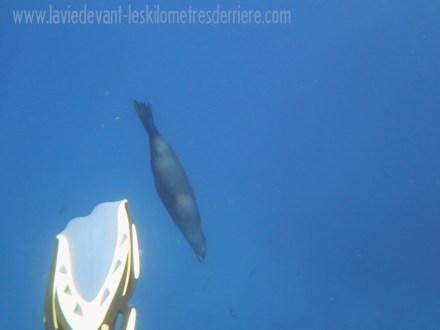 3 requins marteau (8)