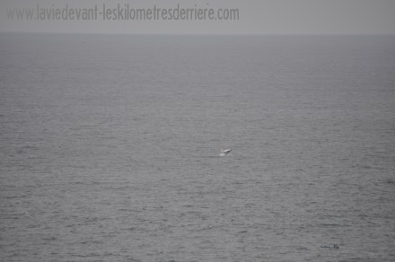 5 baleine (3)
