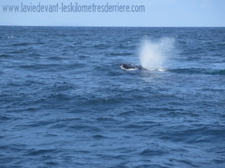 6 baleines 2 (4)