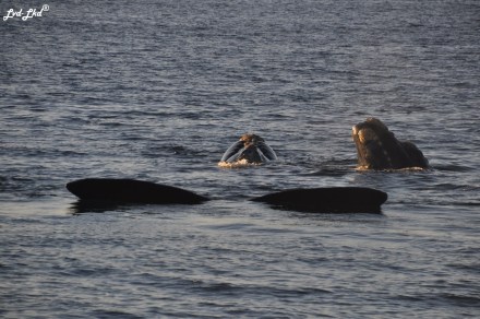 10 baleines 5 (3)