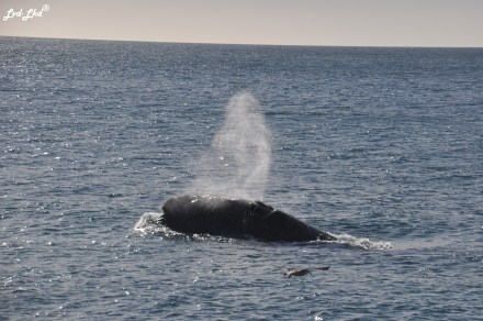 2 baleines 1 (2)