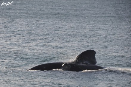 2 baleines 1 (3)