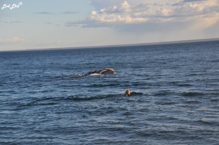 3 nage baleines (1)
