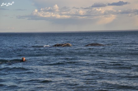 3 nage baleines (2)