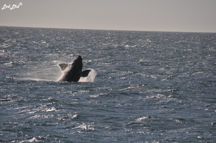 4 baleine 2 (1)