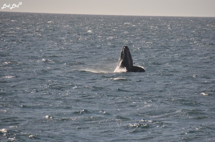 4 baleine 2 (2)
