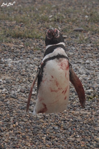 5 Hors et Bagarre (5)