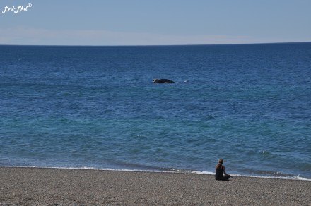 6 baleines 3 et jeu (1)