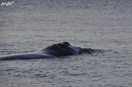 7 baleines 4 (1)