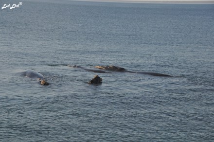 7 baleines 4 (2)