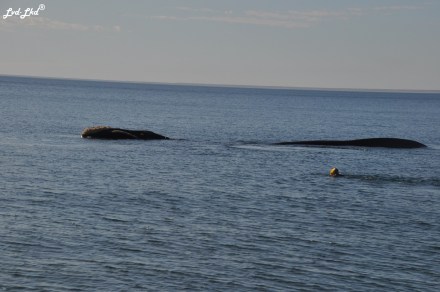 8 baleine nage 2 (1)