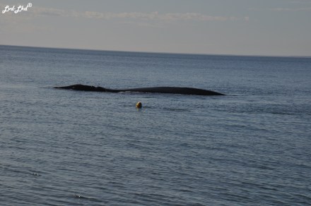 8 baleine nage 2 (2)